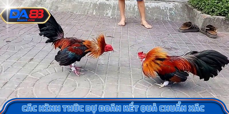 Đá Gà Trực Tuyến - Hình Thức Cá Cược Được Ưa Chuộng Nhất 4 Các hình thức dự đoán kết quả chuẩn xác
