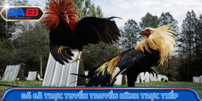 Chơi Đá Gà WS5 Trên Da88 - Tốc Độ Cao, Kết Quả Nhanh Gọn 2 Thông tin cơ bản về sân chơi đá gà WS5