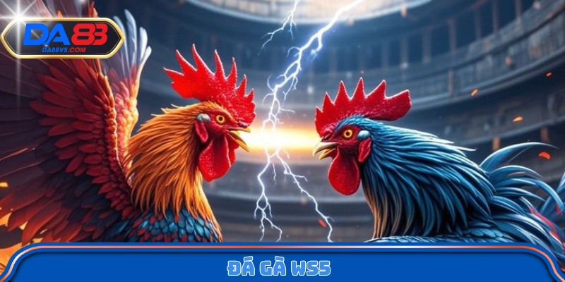 đá gà WS5