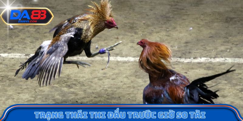 Đánh giá trạng thái thi đấu trước giờ so tài