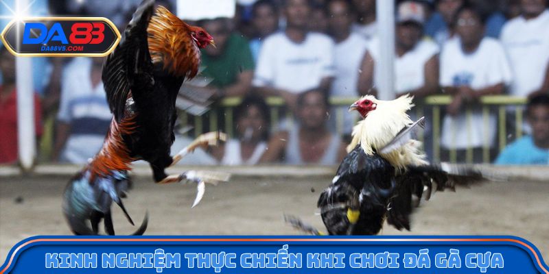 Đá Gà Cựa Dao Da88 - Mỗi Trận Đấu Là Một Pha Quyết Định 4 Kinh nghiệm thực chiến khi chơi đá gà cựa dao