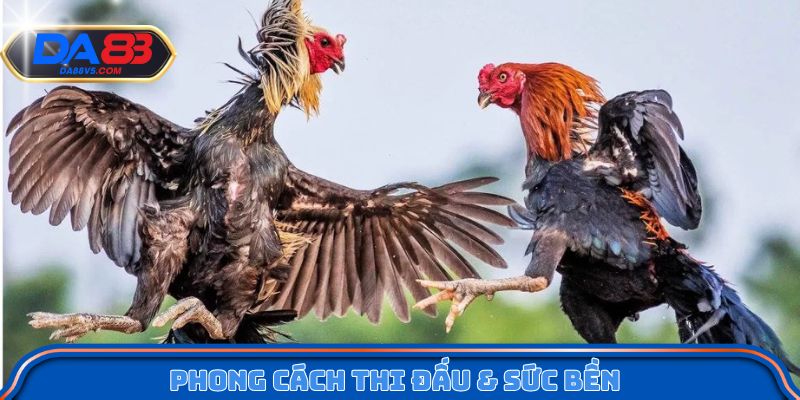 Phong cách thi đấu và sức bền khi giao chiến