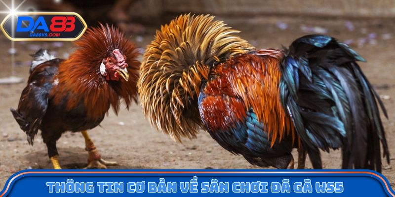 Chơi Đá Gà WS5 Trên Da88 - Tốc Độ Cao, Kết Quả Nhanh Gọn 3 Đá gà trực tuyến được truyền hình trực tiếp rõ nét