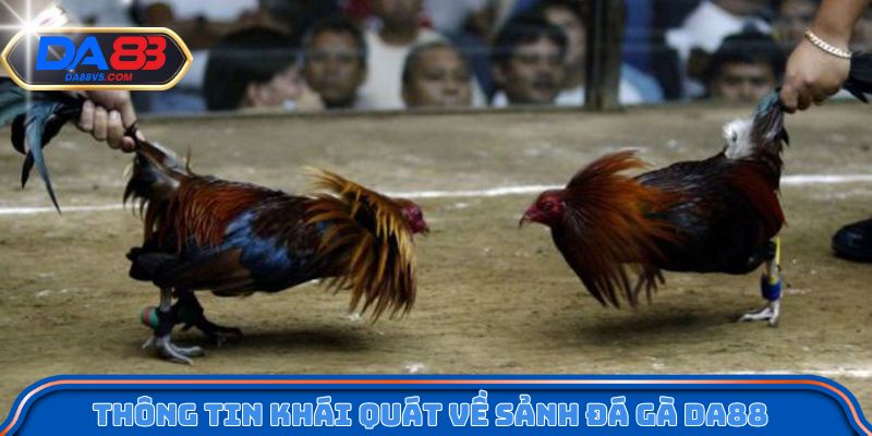 Thông tin khái quát về sảnh đá gà Da88