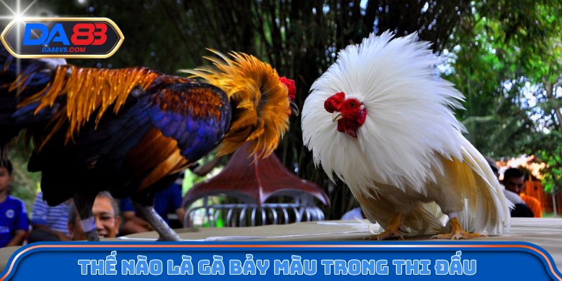 Tìm hiểu thế nào là gà bảy màu trong thi đấu